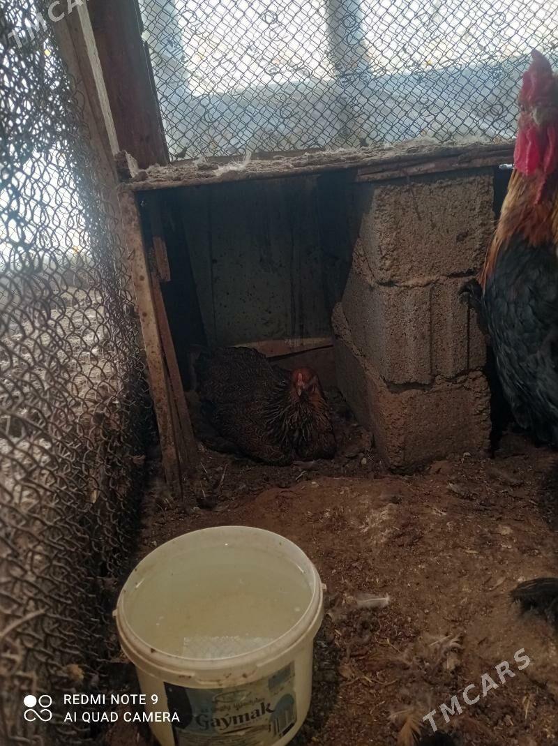 Brama Gold - Türkmenbaşy - img 8