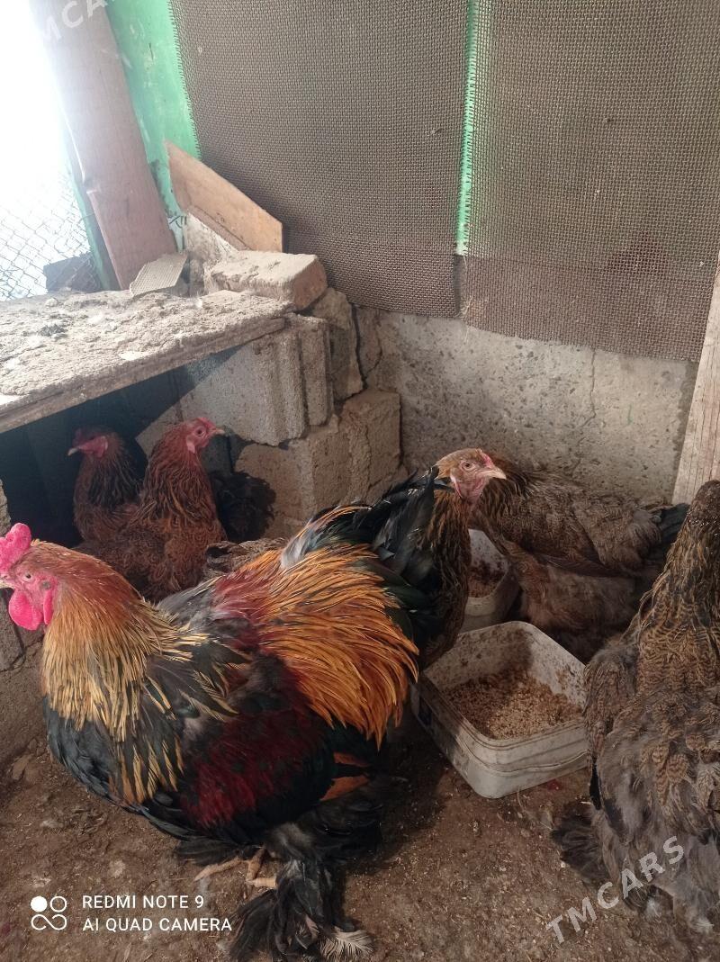 Brama Gold - Türkmenbaşy - img 7