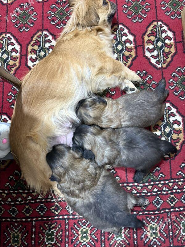 Щенки - Туркменабат - img 3