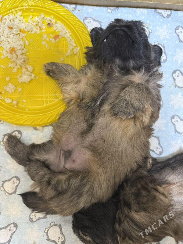 Щенки - Туркменабат - img 2