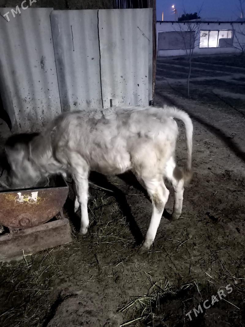 Gole tuwe - Gökdepe - img 2