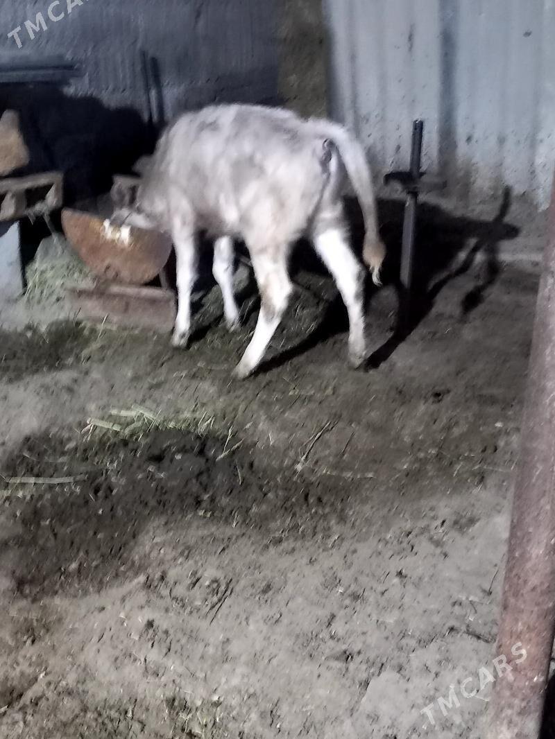 Gole tuwe - Gökdepe - img 3