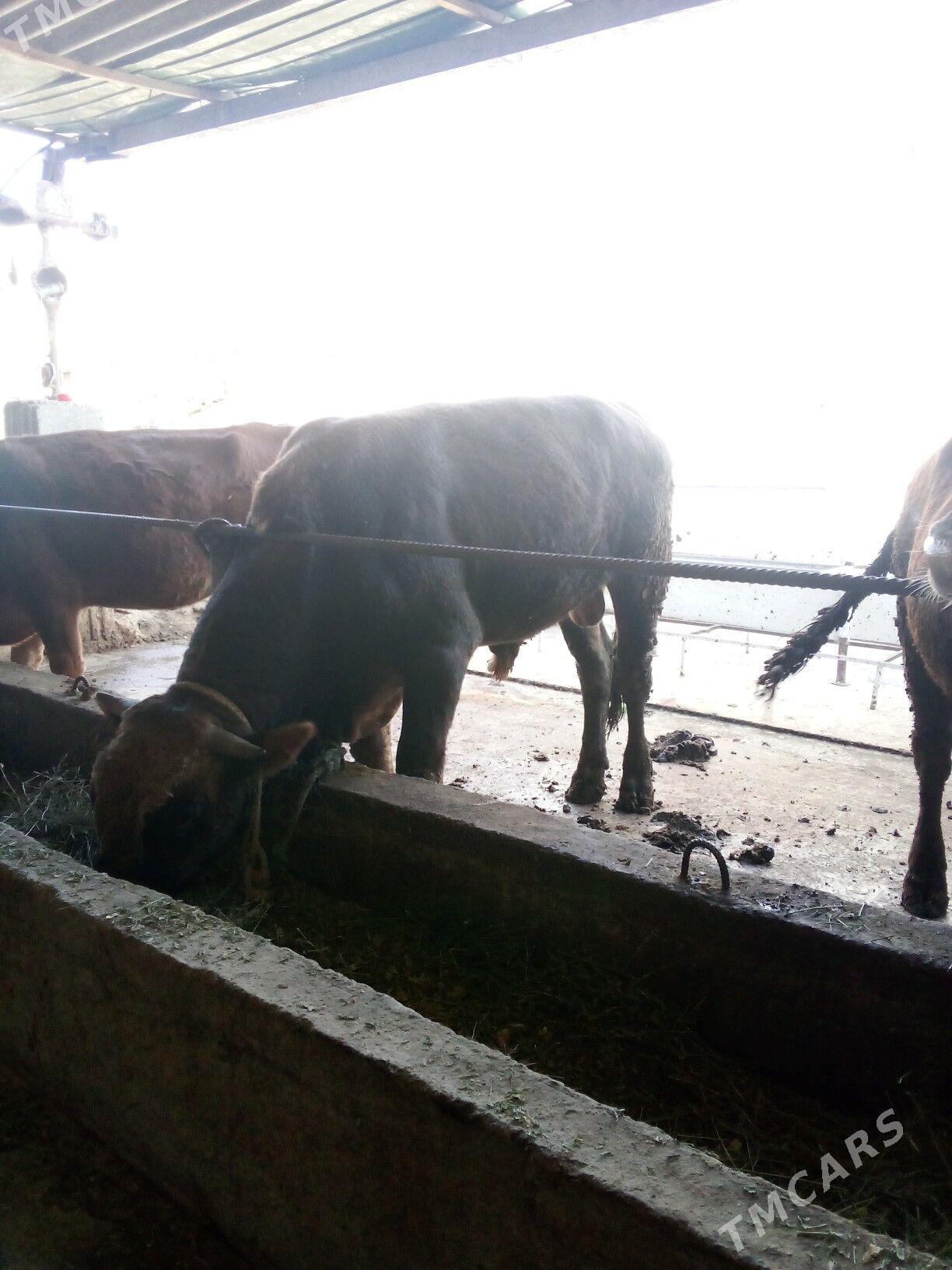 okiz - Ак-Бугдайский этрап - img 2