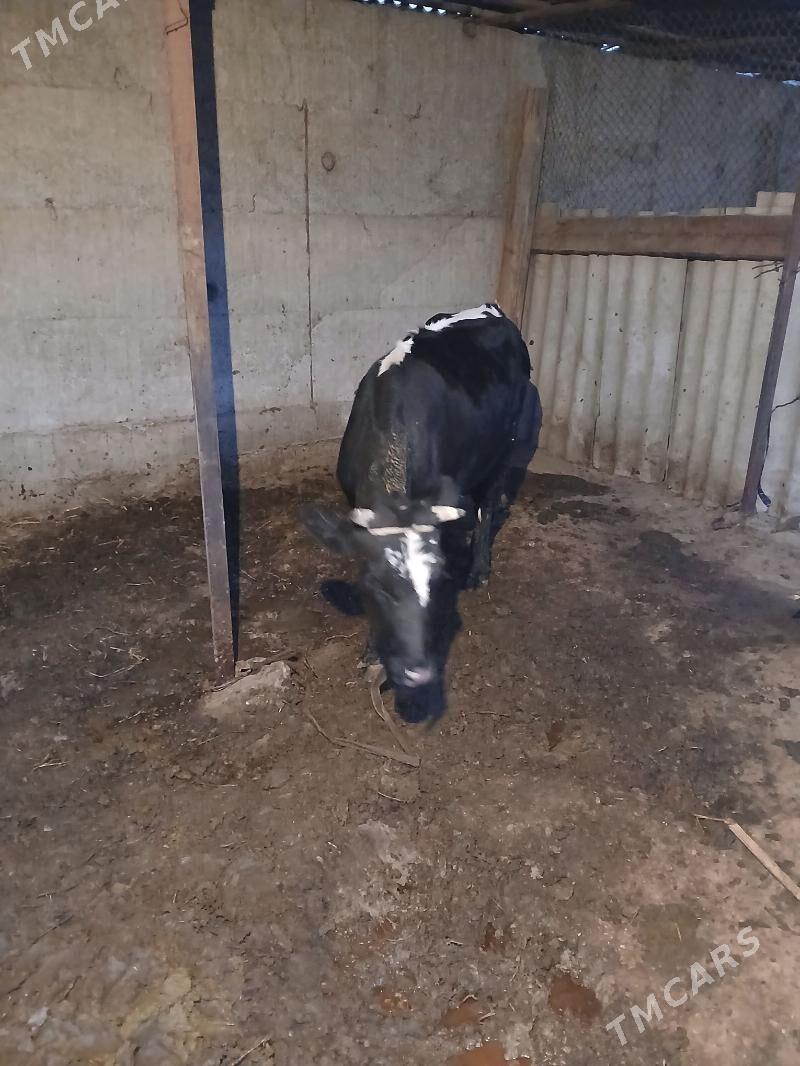 sygyr - Гёкдже - img 3