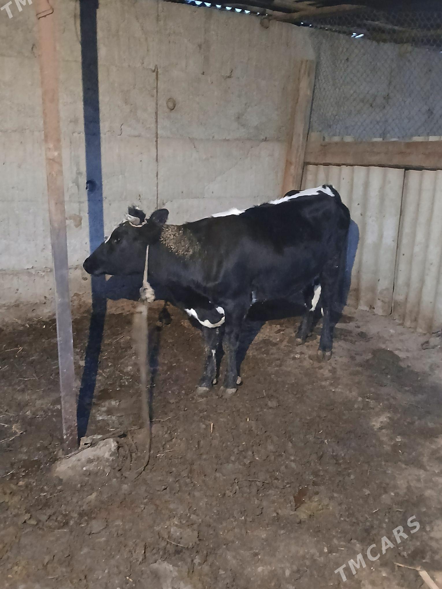 sygyr - Гёкдже - img 2