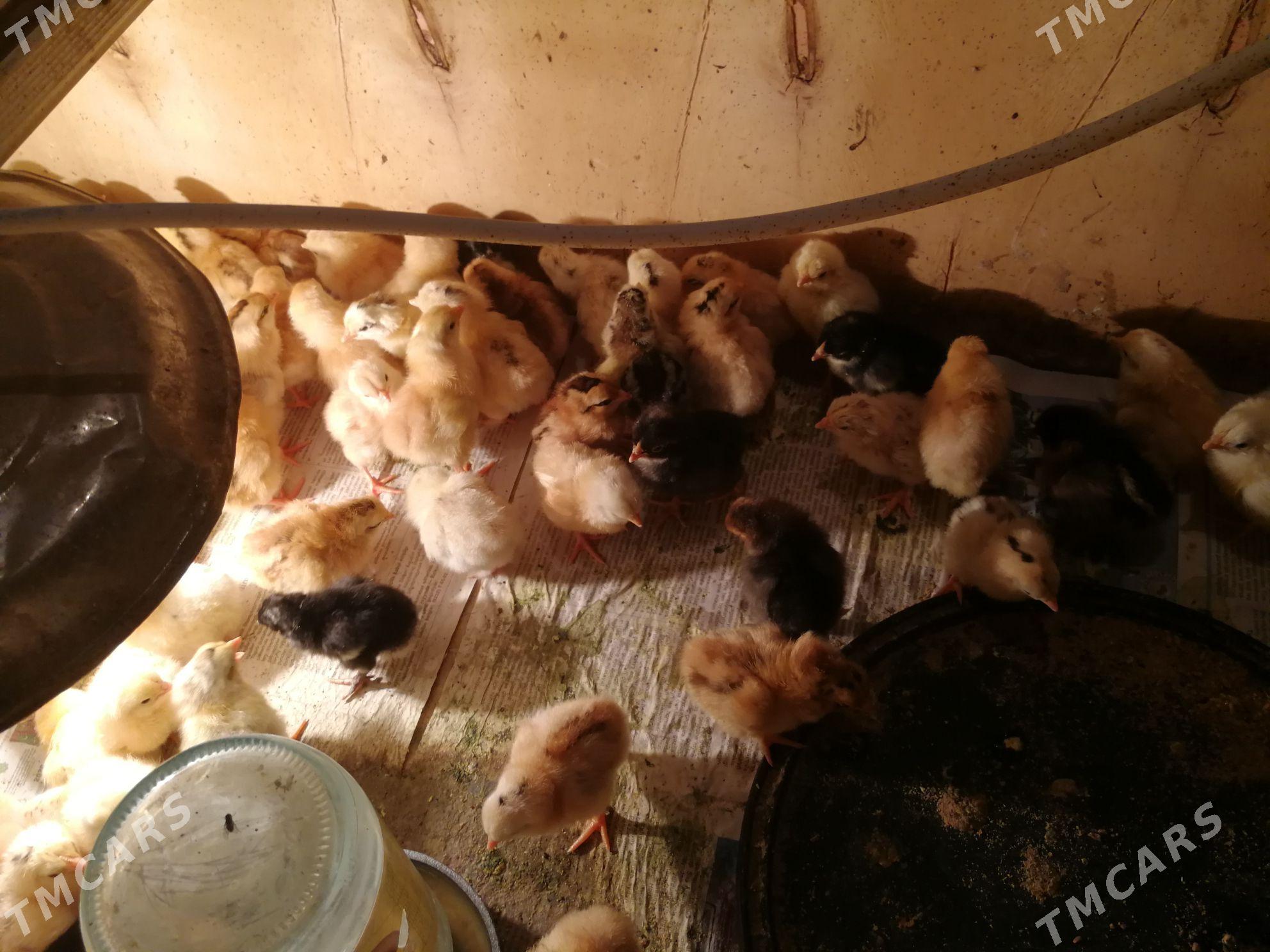 juyje - Bereket - img 2