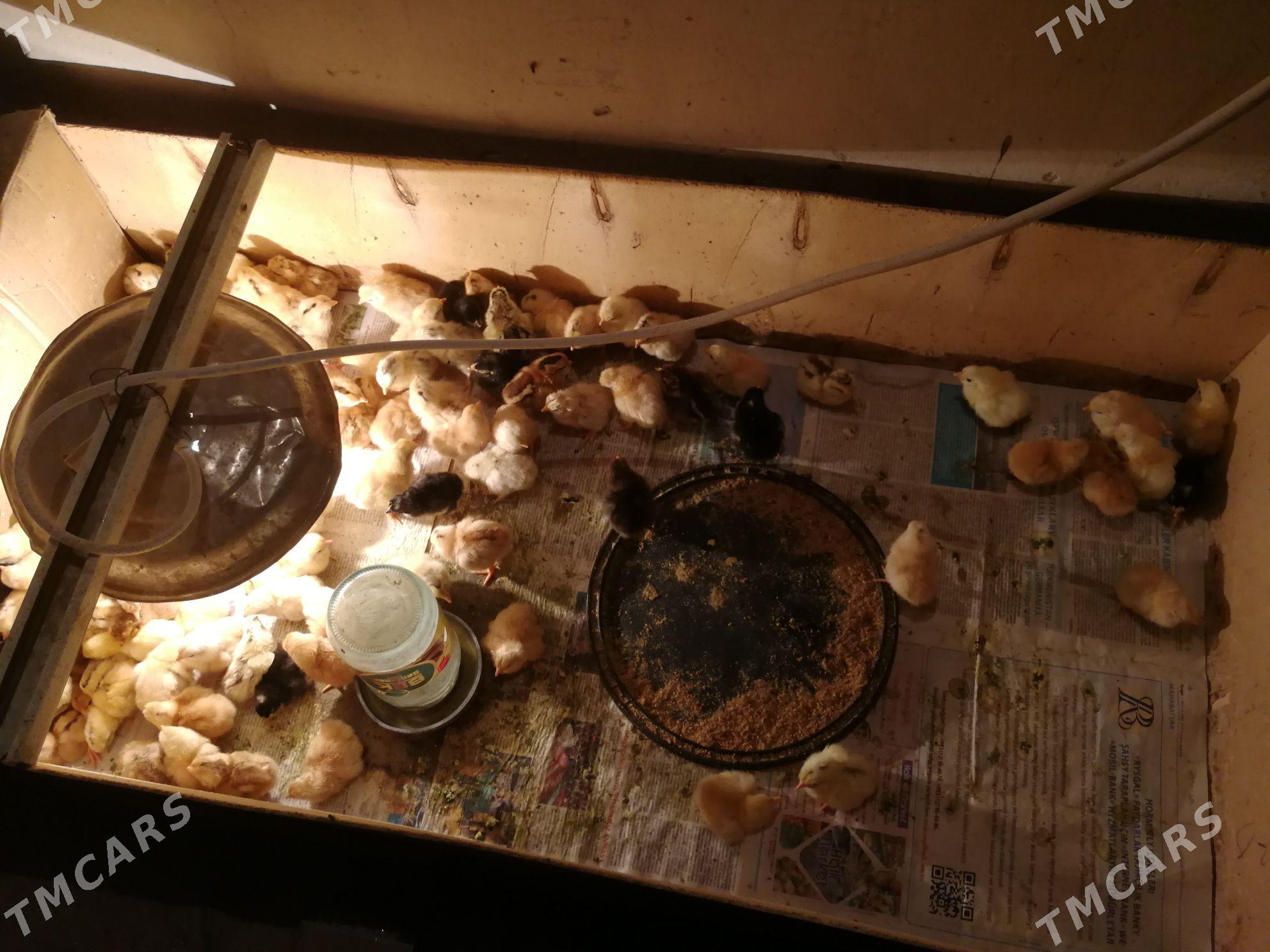 juyje - Bereket - img 4