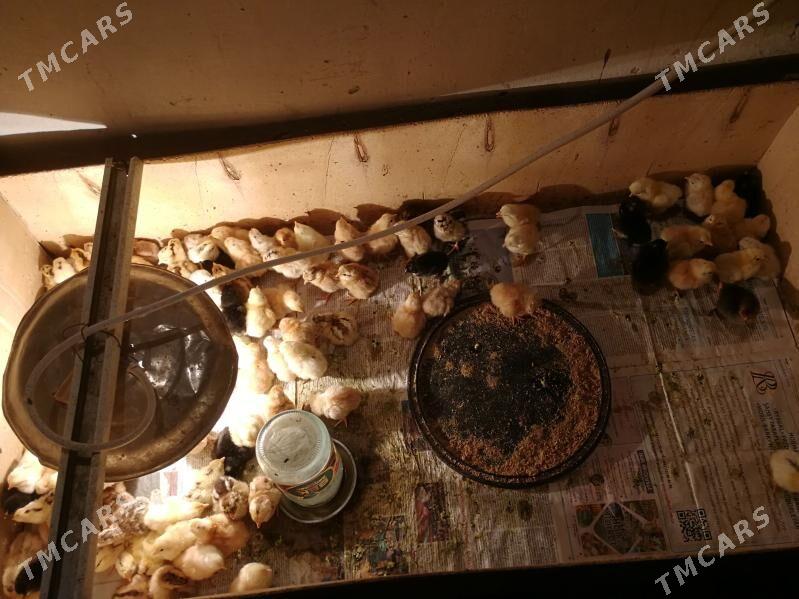 juyje - Bereket - img 3