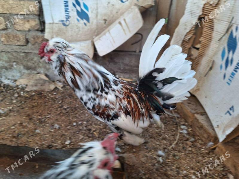 Karlik Карлик - Türkmenabat - img 2