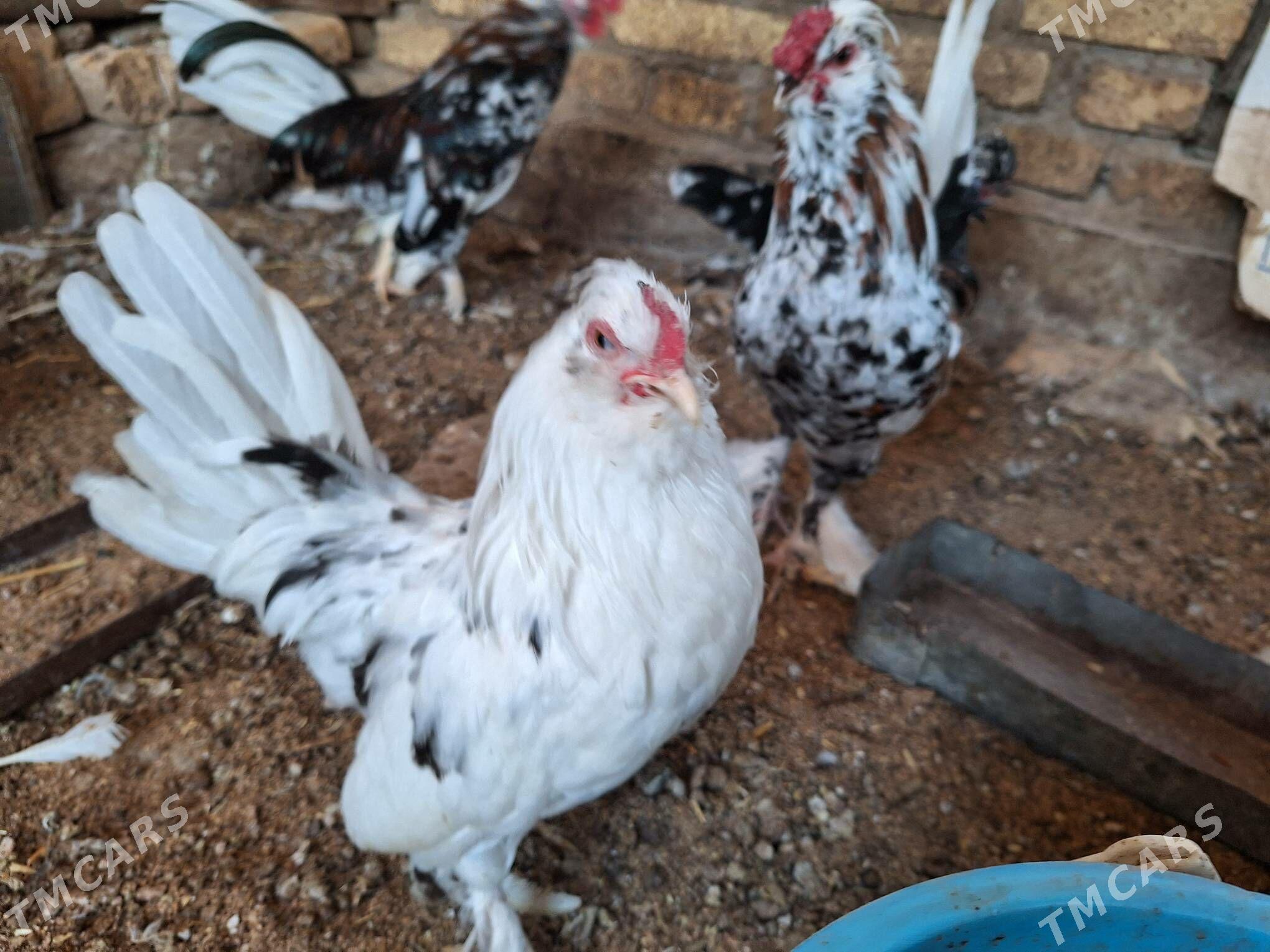 Karlik Карлик - Türkmenabat - img 3