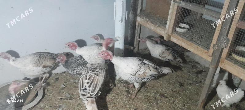 induk - Туркменабат - img 3