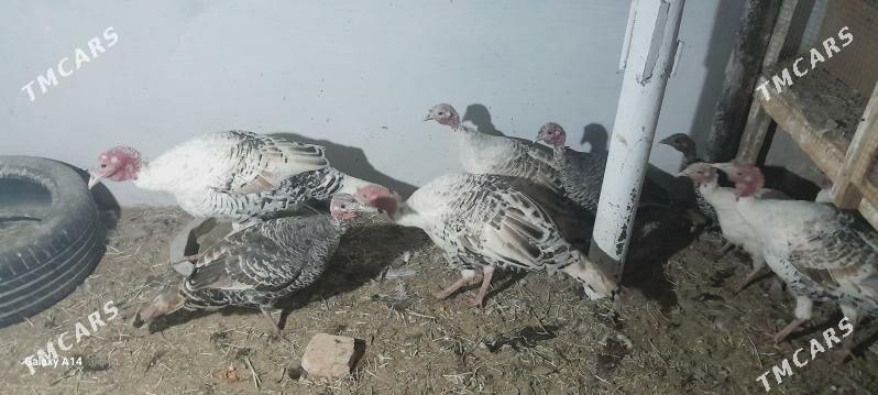 induk - Туркменабат - img 2