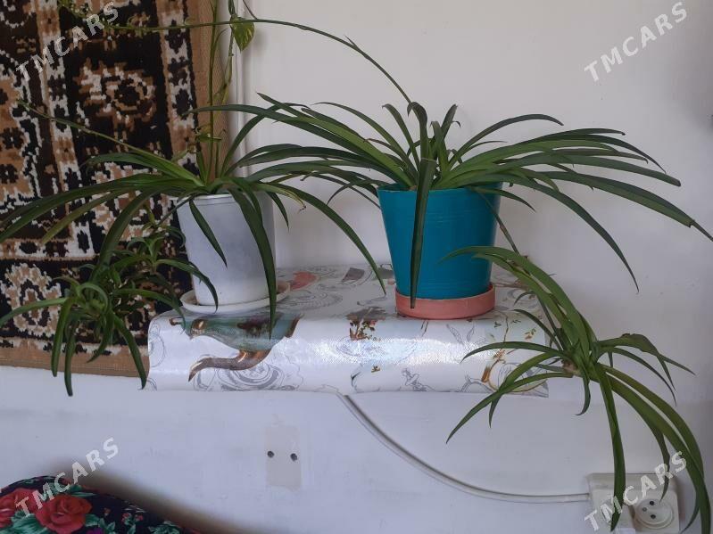 Хлорофитум - Türkmenabat - img 2