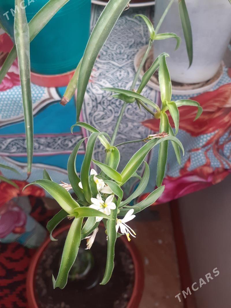 Хлорофитум - Türkmenabat - img 4