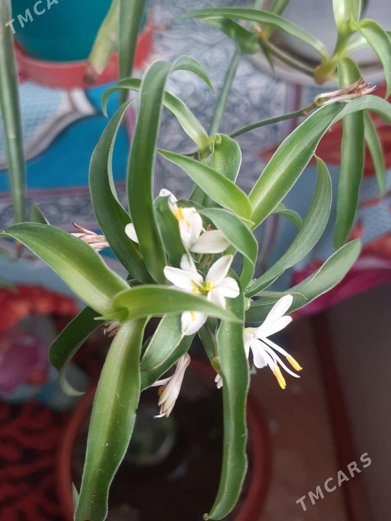 Хлорофитум - Türkmenabat - img 3