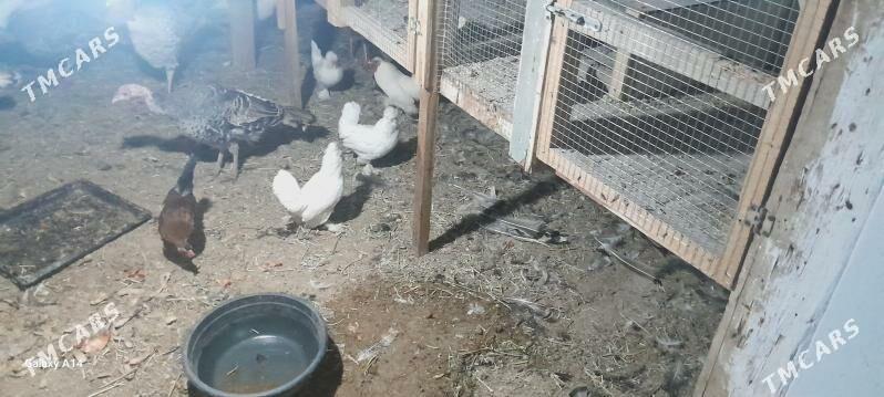 yaponcik - Туркменабат - img 2