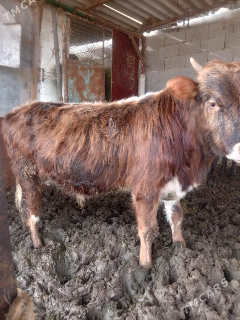 Öküz - Ашхабад - img 3