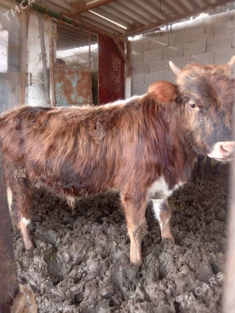 Öküz - Ашхабад - img 2