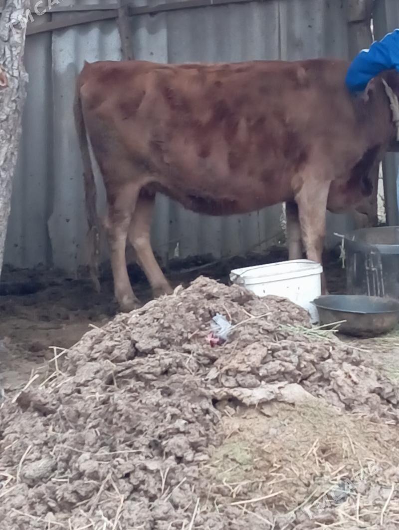 bakylan mal - Сакарчага - img 2