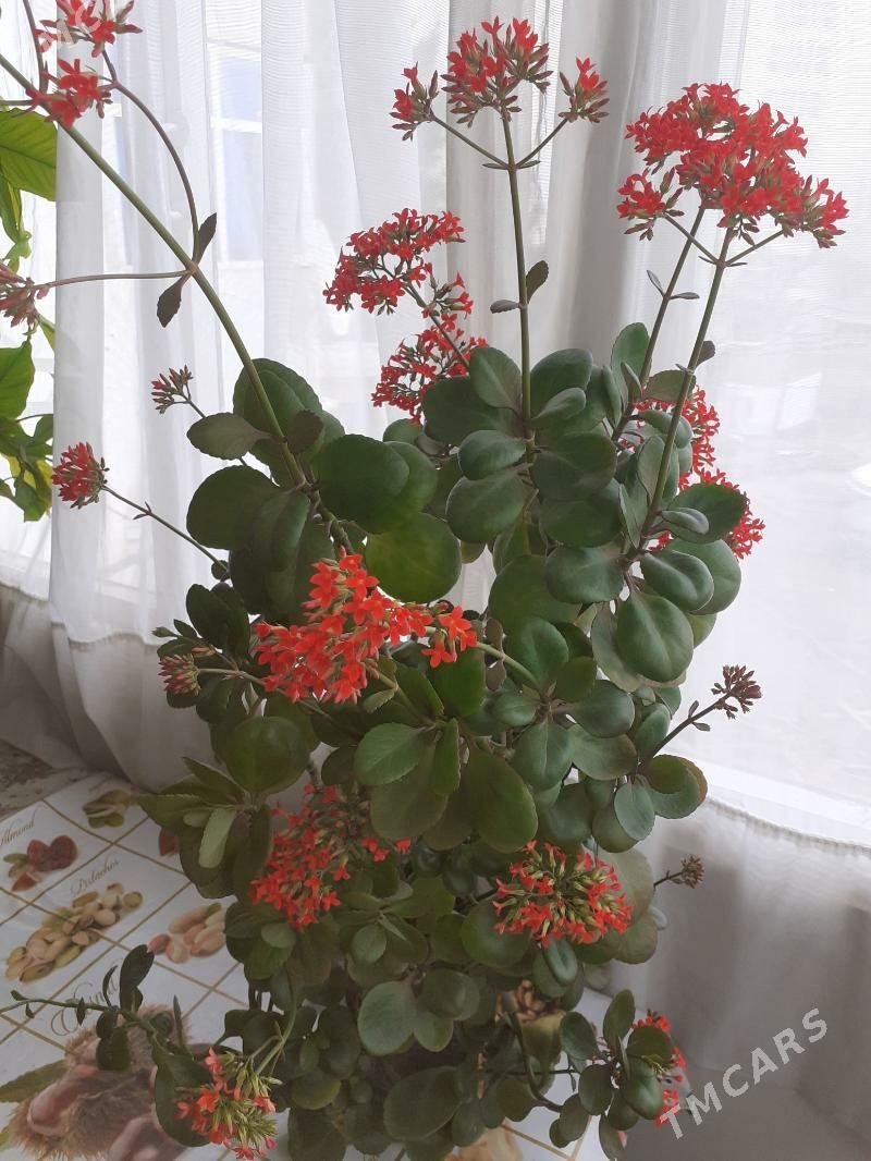 Каланхоэ - Türkmenabat - img 2