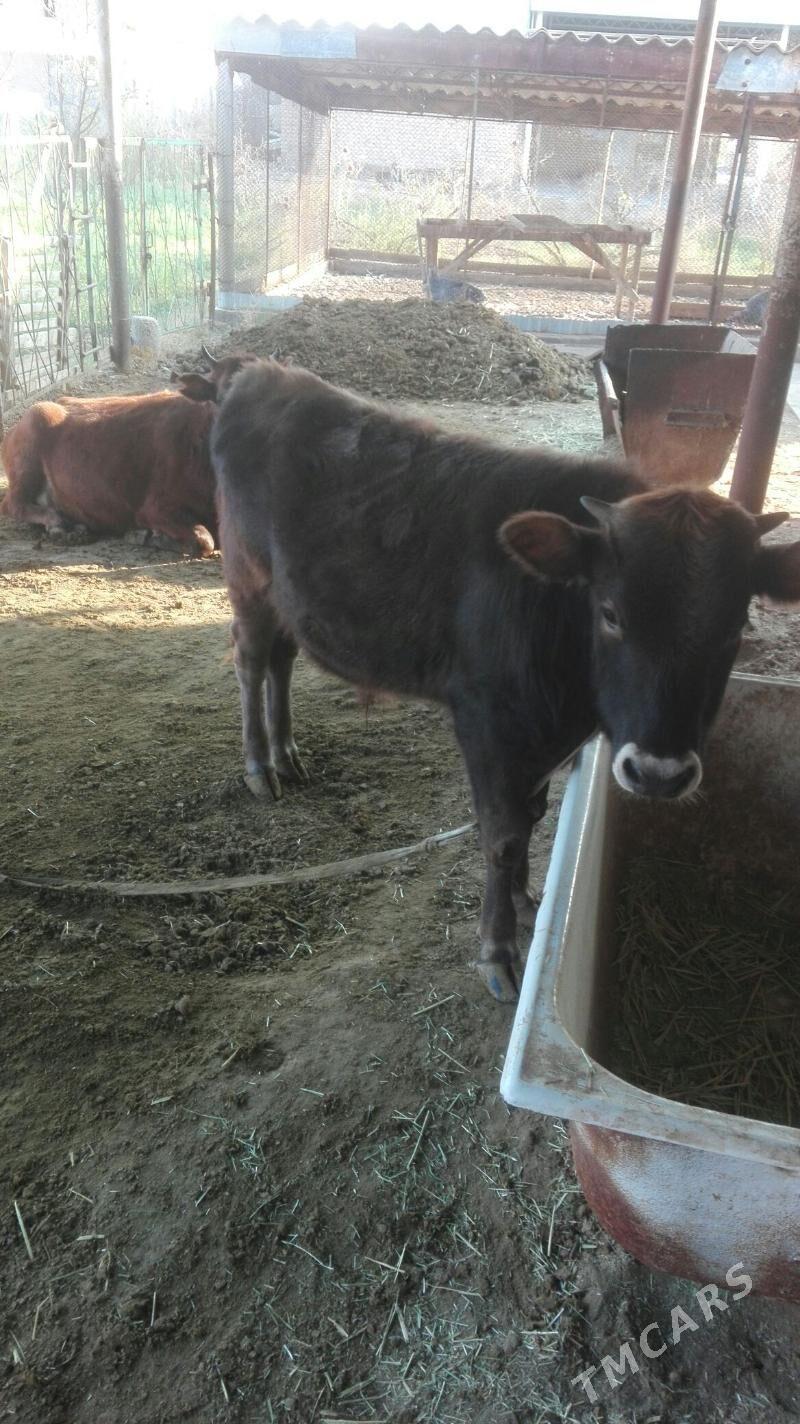 ökuzçe - Мургап - img 2