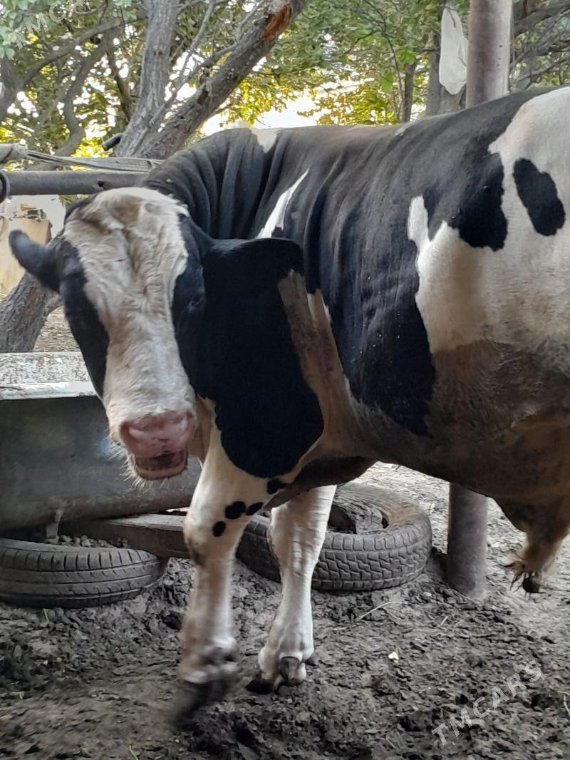 okiz - Ашхабад - img 2