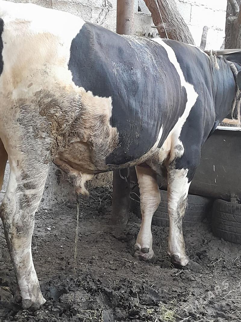 okiz - Ашхабад - img 3