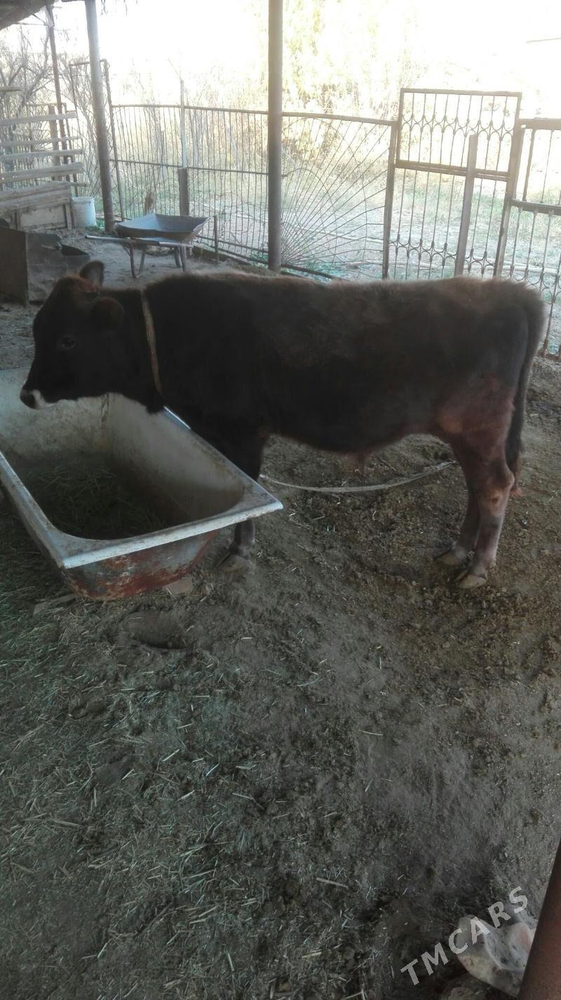 ökuzçe - Мургап - img 3