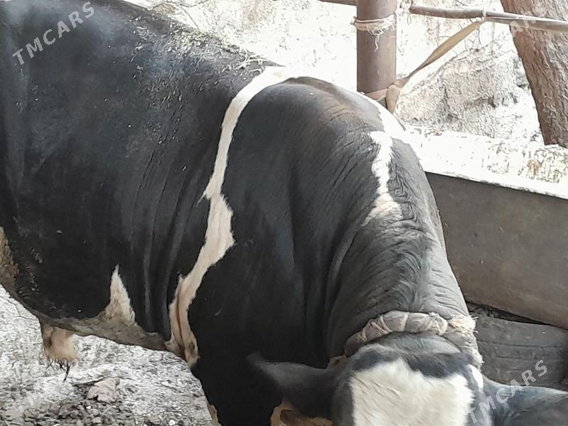 okiz - Ашхабад - img 5