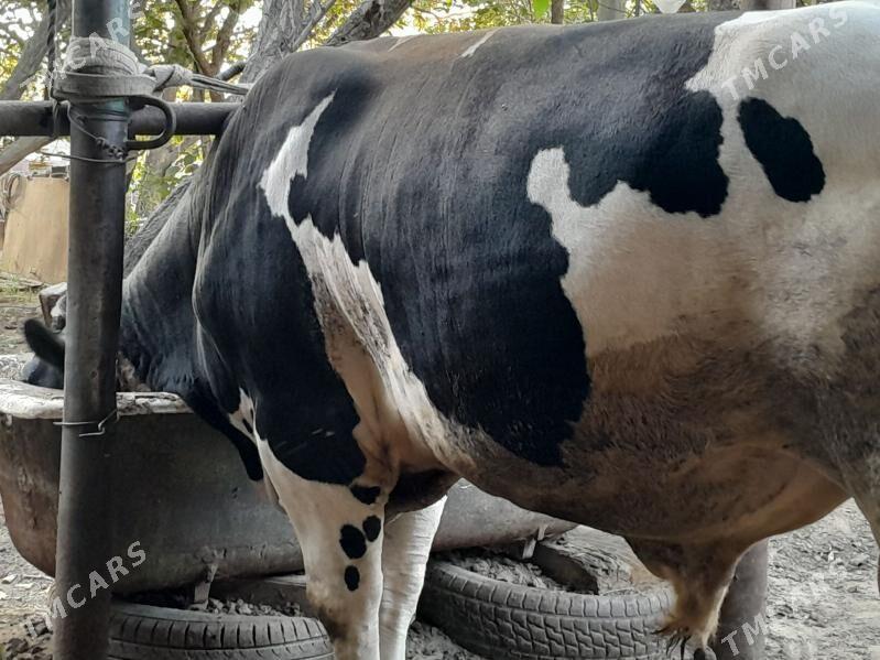 okiz - Ашхабад - img 4