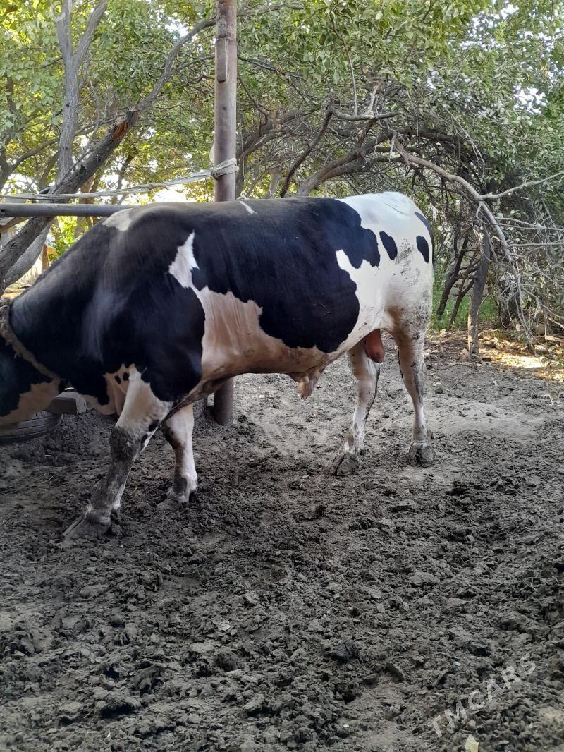 okiz - Ашхабад - img 6