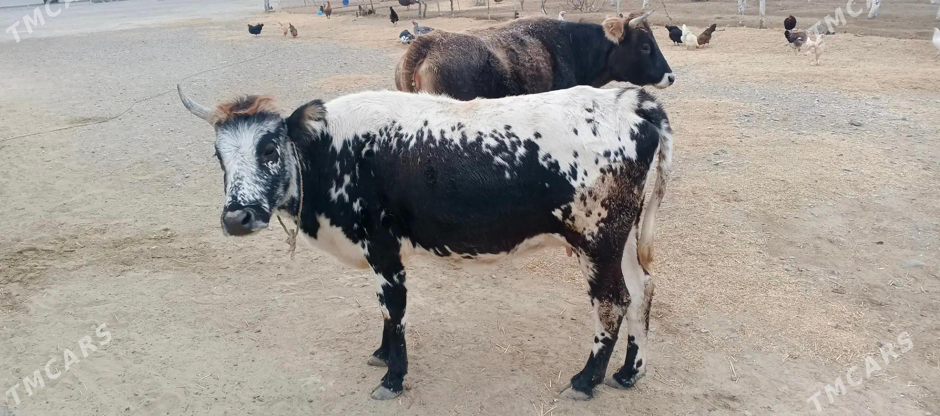 Sygyr - Gyzylarbat - img 2