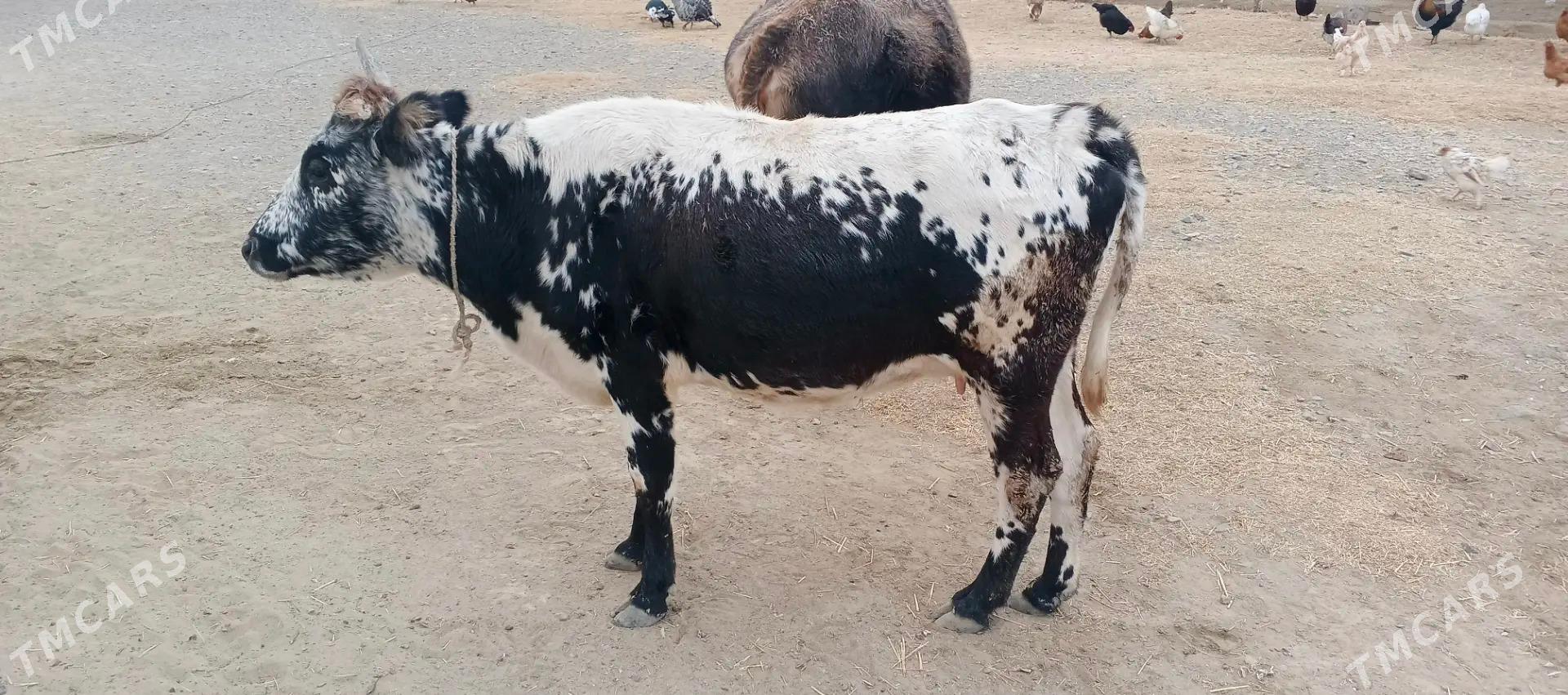 Sygyr - Gyzylarbat - img 3