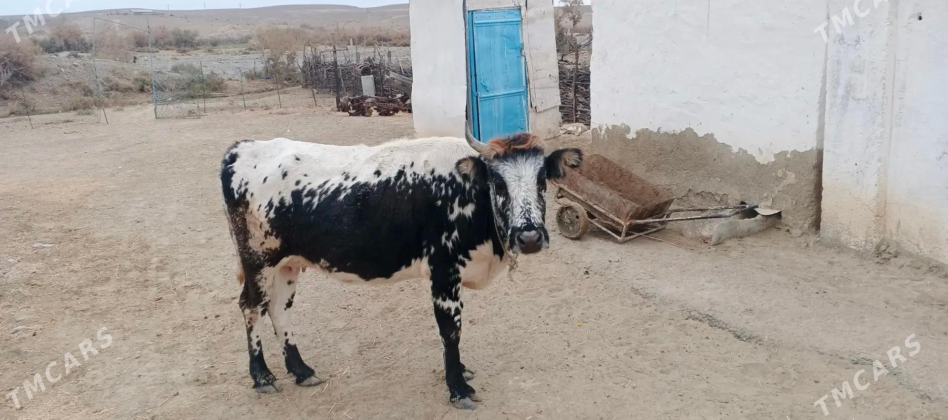 Sygyr - Gyzylarbat - img 4