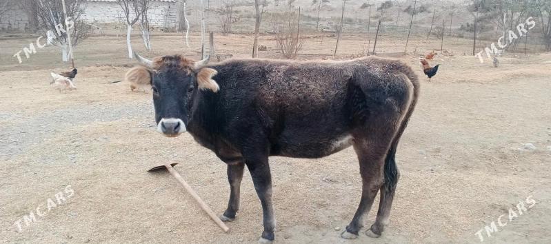 Sygyr - Гызыларбат - img 2