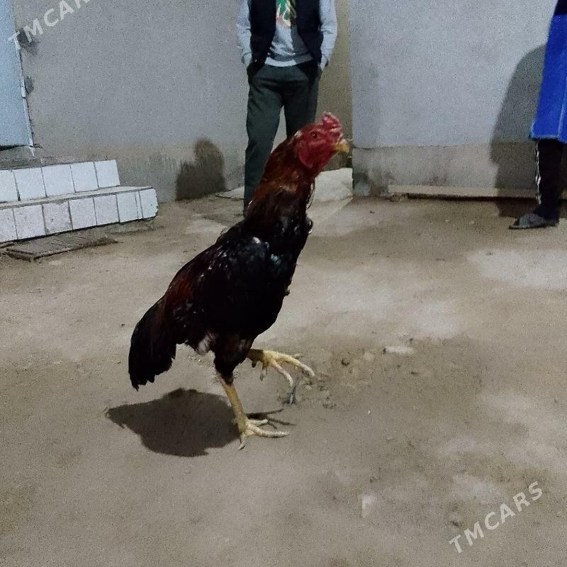 horaz - Туркменабат - img 3