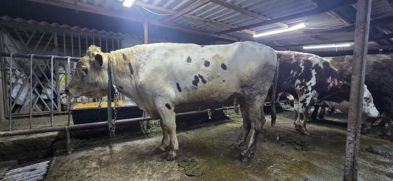 simental kanatka okuz - Täze zaman - img 5