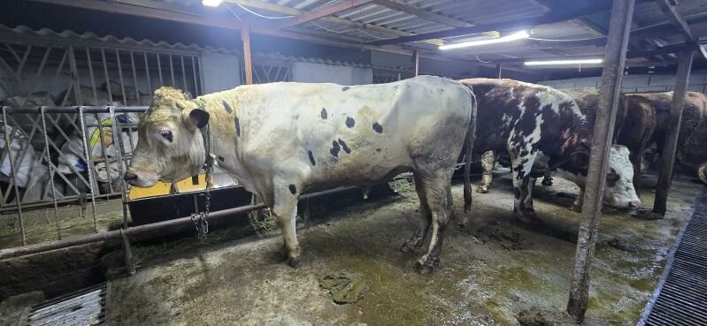 simental kanatka okuz - Täze zaman - img 4