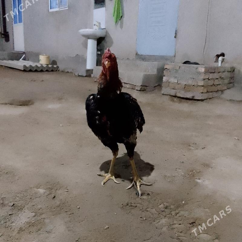 horaz - Туркменабат - img 2