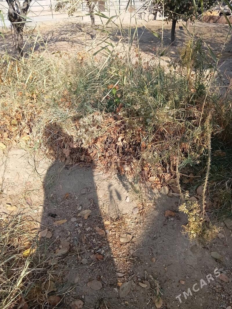 ÜZÜM ŞTIL - Gökje - img 2