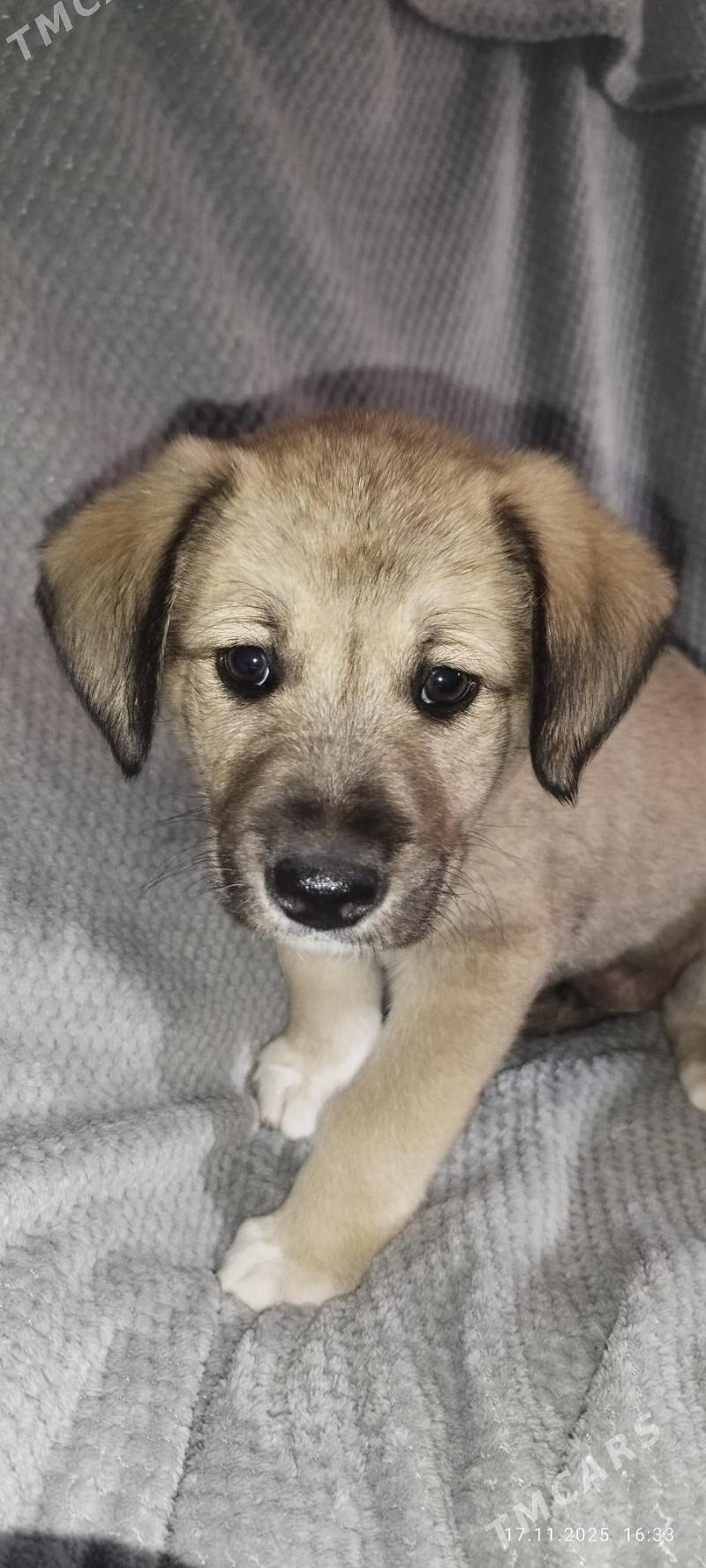 Щенок - Aşgabat - img 2