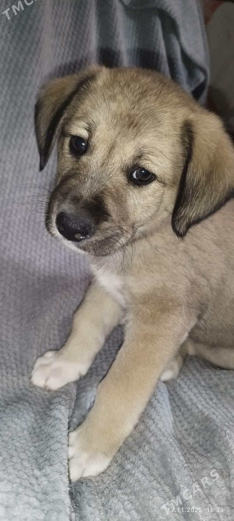 Щенок - Aşgabat - img 1