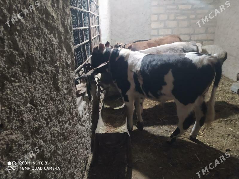 окуз - Gyzylarbat - img 3