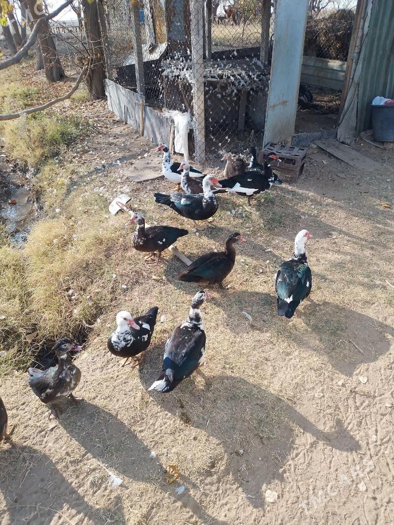 òrdek - Aşgabat - img 3