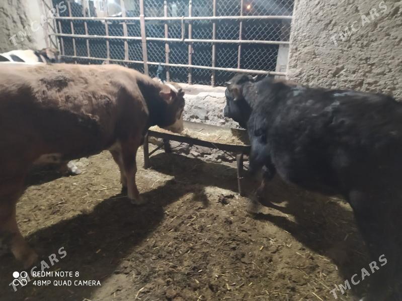 окуз - Gyzylarbat - img 5