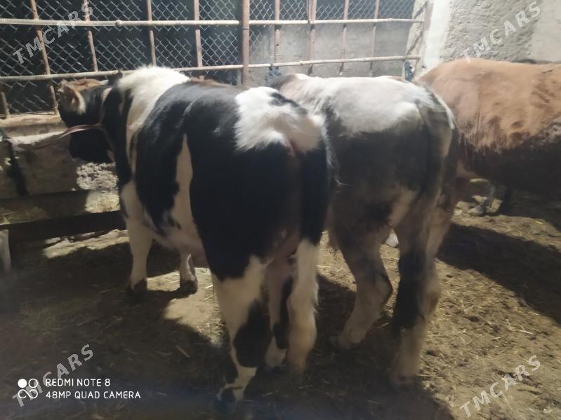 окуз - Gyzylarbat - img 2