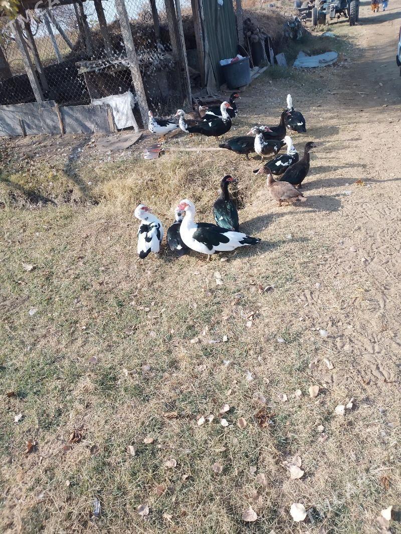 òrdek - Aşgabat - img 2