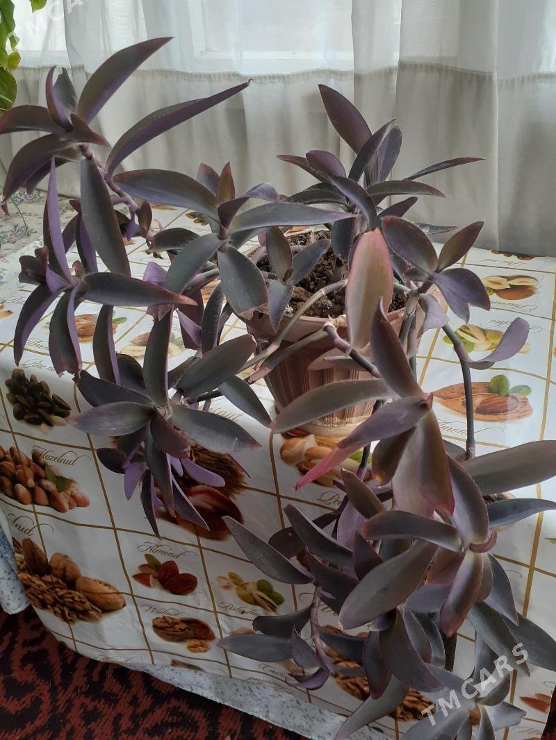 Фиолетовая традесканция - Туркменабат - img 3