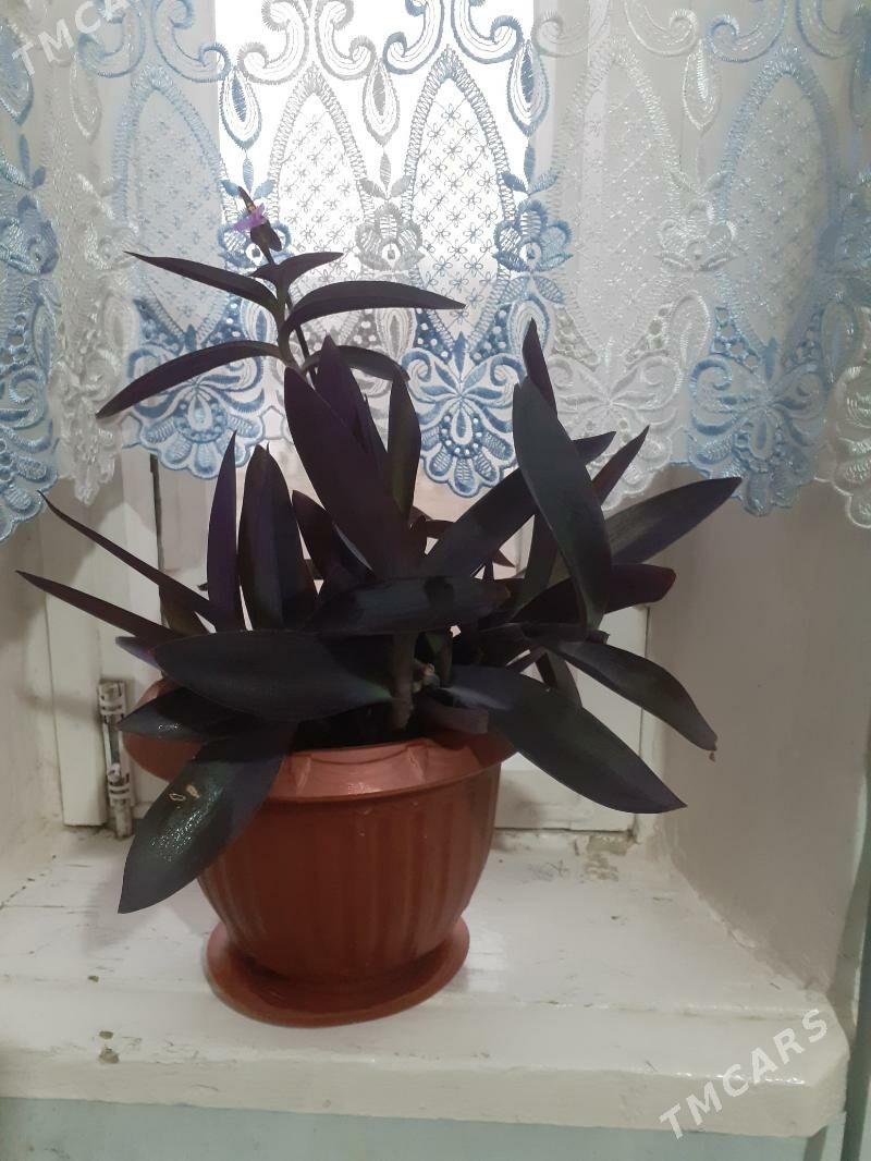 Фиолетовая традесканция - Туркменабат - img 5