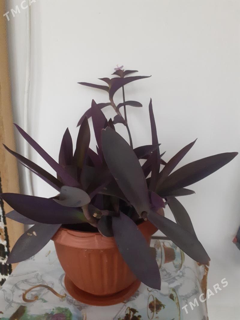 Фиолетовая традесканция - Туркменабат - img 4